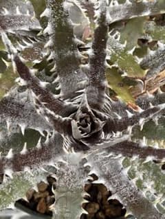 ディッキア Dyckia Code NW-27 Bill Baker - メルカリ