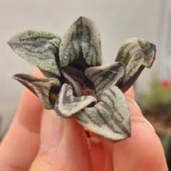 特価】ハオルチア 緑の妖精 極上株 - メルカリ