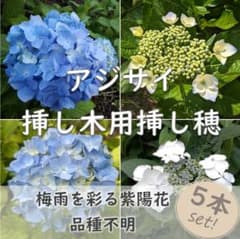 紫陽花 挿し木　挿し穂 【コメント選択専用】アジサイ アジサイ紫陽花 挿し木用 挿し穂5本 ヒメアジサイ ガクアジサイ - メルカリ