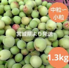 宮城県産・木熟梅中粒1.3kg／農薬不使用のサムネイル