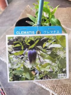 壺型クレマチス【天の原】3.5寸苗 竹間園芸様育種株 - メルカリ