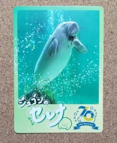 鳥羽水族館 ジュゴン セレナ トレーディングカード コレカ 70