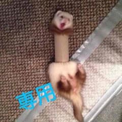 かなぴさん専用のサムネイル