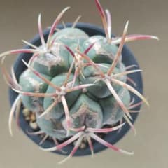 ギムノカリキウム 緋冠玉 サボテンのサムネイル