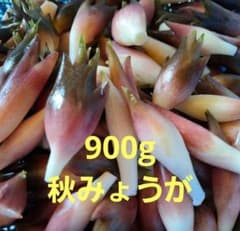 農薬不使用 秋みょうが 約900g コンパクトボックス 北海道内のみ発送のサムネイル