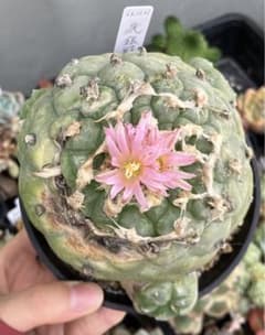 サボテン　ロフォフォラ　ロホホラ　疣銀冠玉　カキコのサムネイル