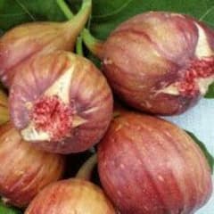 農家の畑の木なり無花果☆無農薬　チルド発送品のサムネイル
