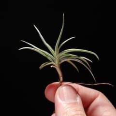 ブロメリア・エアープランツ Tillandsia 'Passion' Tillandsia 'Passion' - メルカリ