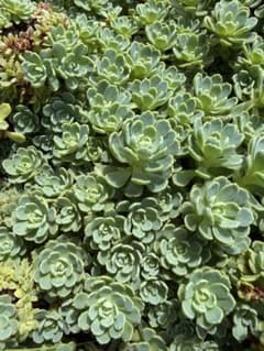 多肉植物　ローズセダム　パキクラドス　セダム カット苗　小さめ12本 多肉植物 ローズセダム パキクラドス セダム カット苗 小さめ12本