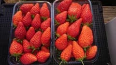 いちご(あきひめ)約1,5kg 本日17:00まで販売で当日発送2のサムネイル