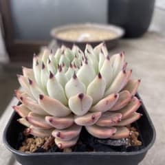ザラゴーサ子株付き　⑦ エケベリア　多肉植物のサムネイル