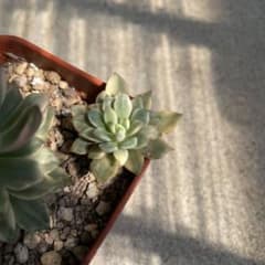 多肉植物 グリーンエメラルド錦のサムネイル