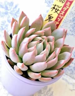 3152専用ポット発送メルカリ便☘️超目玉☘️⭐️希少⭐️ 【❤️極上❤️小輪❤️蜃気楼】 桜鬼 札付きポットごとメルカリ便おらいさん苗ミックスベリア - メルカリ