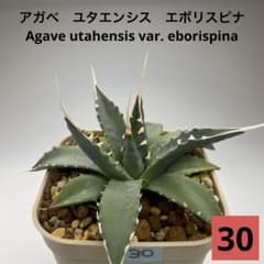 30 アガベ ユタエンシス エボリスピナ アガベ ユタエンシス エボリスピナ No.30 - メルカリ