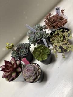 美苗♪多肉植物7点セット☆のサムネイル