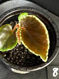 Begonia Darthvaderiana ベゴニア ダースベーデリアーナ②のサムネイル