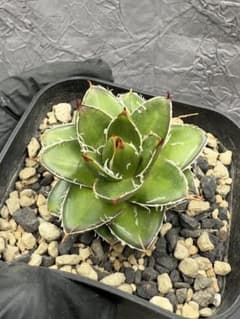 アガベ ピンキー 王妃笹の雪A型 超希有 極上美品 - メルカリ