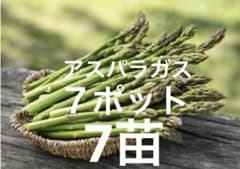 アスパラガス 7ポット 7苗 - メルカリ