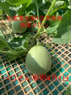摘果メロン 子メロンのサムネイル