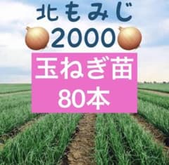 80)北もみじ2000 玉ねぎ苗 - メルカリ