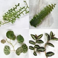 パルダリウム植物4種のサムネイル