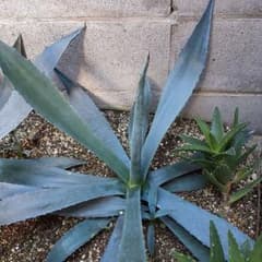 アガベ アメリカーナ アオノリュウゼツラン 子株付き 抜き苗 地植え