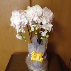 光触媒 胡蝶蘭 3本立  白のサムネイル