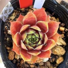 多肉植物 センペルビウム ローターツヴェルグ No.36【赤】 - メルカリ