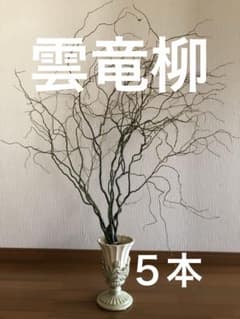 雲竜柳のサムネイル