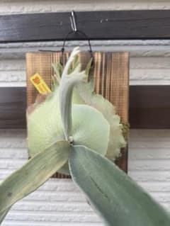 Platycerium Veitchii ビカクシダビーチー板付け株　ベイチーのサムネイル