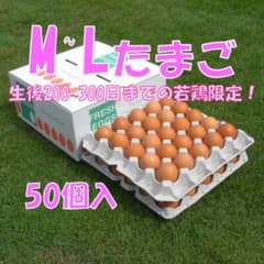 12/6発送【若鶏の朝採り赤たまご】M~L☆50個のサムネイル