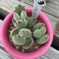 多肉植物（ロウルサンコさん）くまにゃん カット苗③ - メルカリ