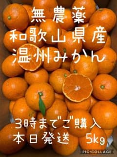 無農薬 和歌山県産 温州みかん（箱込5kg）のサムネイル