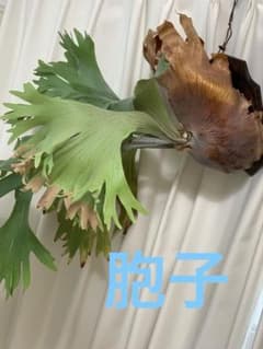 シルバーベルベット　ビカクシダ　胞子のサムネイル