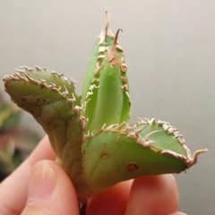 特価】アガベ チタノタ 金剛 キングコング 極上株 - メルカリ