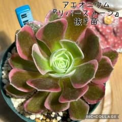 多肉植物 アエオニウム 『リバーストーン』 抜き苗 根付き 鍵盤