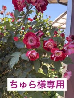 ちゅら様　専用のサムネイル
