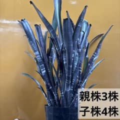 ビルベルギア　特大株　ダースベイダーのサムネイル