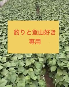 釣りと登山好き　シルクスイート切り苗100本　紫芋切り苗100本 釣りと登山好き様専用 シルクスイート切り苗100本 紫芋切り苗100本