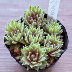 バニラシフォン センペルビウム 6苗 抜き苗 多肉植物 - メルカリ