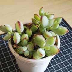 多肉植物　ペンデンス　抜き苗のサムネイル