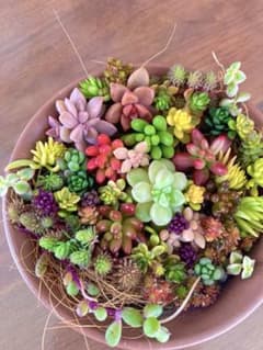 多肉植物 カット苗 カラフルちまちまパック♪のサムネイル