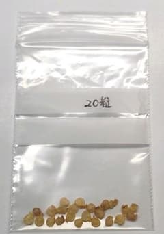 【無農薬】キャロライナリーパー　種　20粒のサムネイル