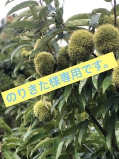 貯蔵栗のサムネイル