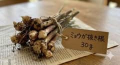 残り2つ！ミョウガ地下茎　30g 3/8まで出品のサムネイル