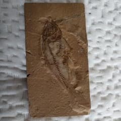 魚の化石のサムネイル