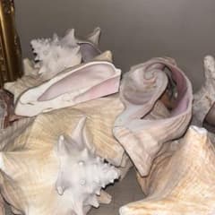 天然貝殻　置物　彫刻のサムネイル