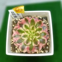 37#多肉植物アエオニウム錦❤️ ガーネット白斑錦 ❤️12頭116cm拔き苗 多肉植物 アエオニウム ガーネット白斑錦 抜き苗 7㌢ポット使用 - メルカリ