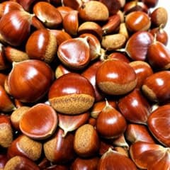 新鮮 栗 くり 秋の味覚のサムネイル