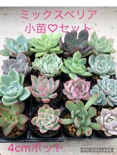 多肉植物 ミックスベリア♡小苗セット - メルカリ